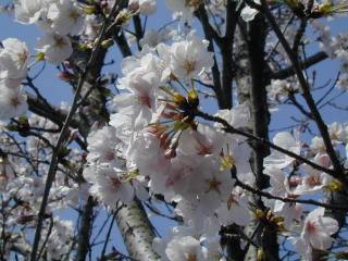 �����饵��