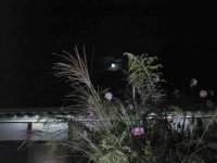 �����Ȍ�