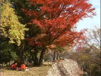 高取城の紅葉(4)