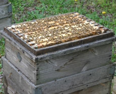 蜂の巣箱写真