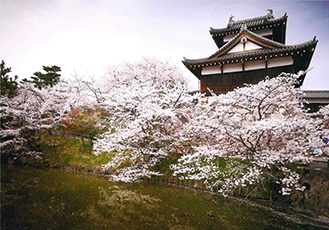 郡山城跡の桜　追手向櫓