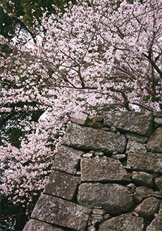 郡山城跡　石垣と桜