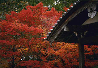 柳沢文庫　車寄せと紅葉